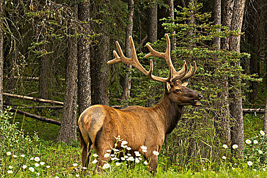 公麋鹿,弓形谷,大路,班芙国家公园,艾伯塔省,加拿大