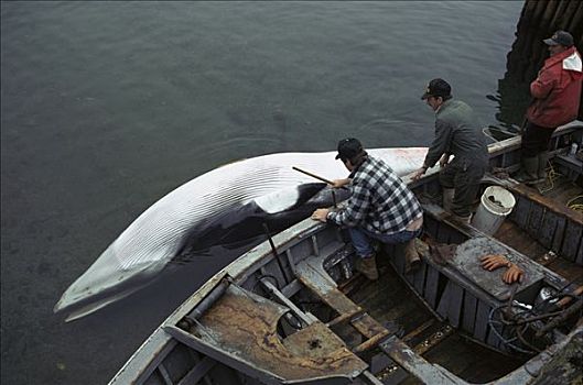 普通,小须鲸,死,船,纽芬兰,加拿大