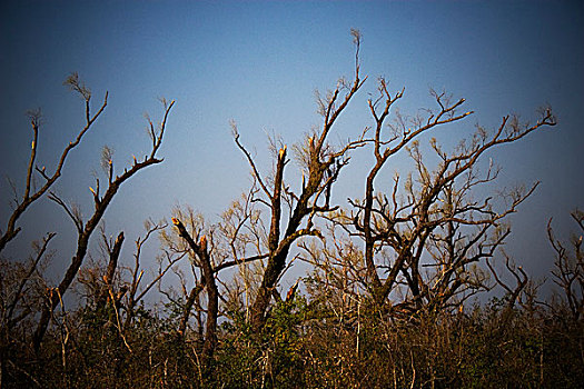 结果,气旋,孙德尔本斯地区,孟加拉,十月,2007年
