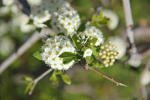 李子花