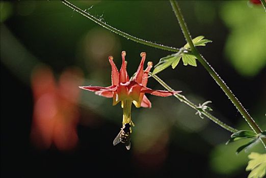 蜜蜂,耧斗菜,毛莨科,山麓,华盛顿