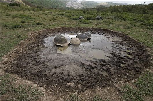 阿尔斯多火山海岛陆龟,加拉巴哥象龟,群,翻腾,阿尔斯多火山,地面,伊莎贝拉岛,加拉帕戈斯群岛,厄瓜多尔