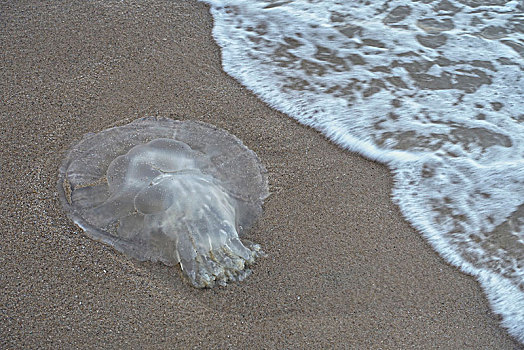 水母,沙滩