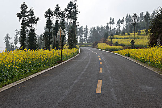 云南罗平县,乡村公路旁,油菜地,徐学哲摄影,尼康,年,月