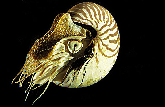 鹦鹉螺