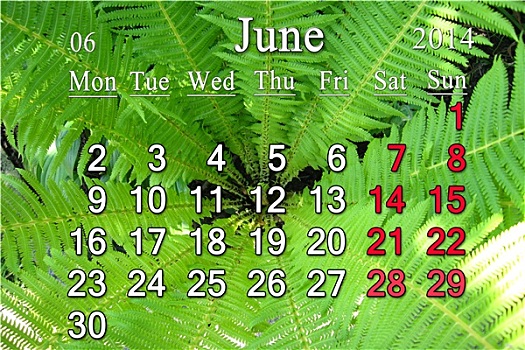 日程,六月,背景,蕨类