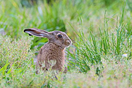 欧洲,棕兔,欧洲野兔,黑森州,德国