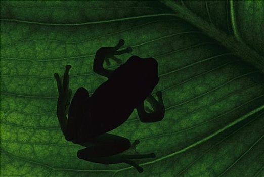 树蛙,剪影,睡觉,成年,下面,叶子,白天,物种,南美