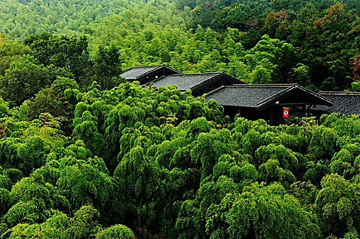 大唐贡茶院竹林