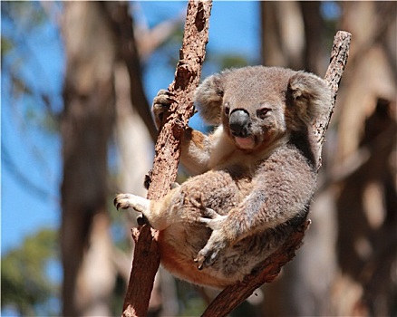 澳大利亚,树袋熊,放松,枝条,桉树,橡胶树