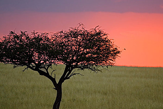 早晨,日出,后面,马赛马拉,肯尼亚
