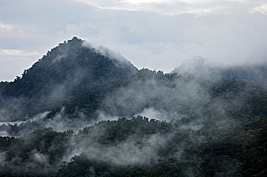 雾气,上方,雾林,黎明,厄瓜多尔