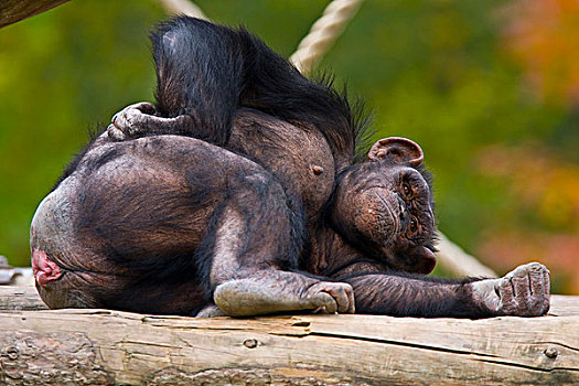 黑猩猩,类人猿,休息