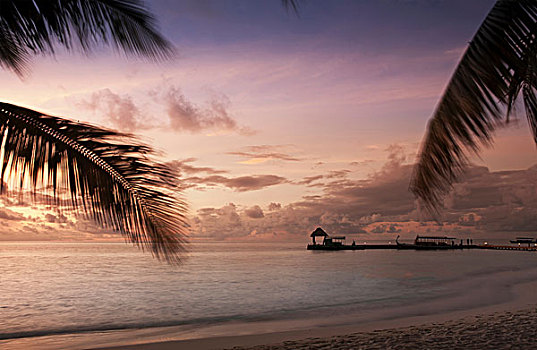 海滩,树,日落,阿里环礁,马尔代夫