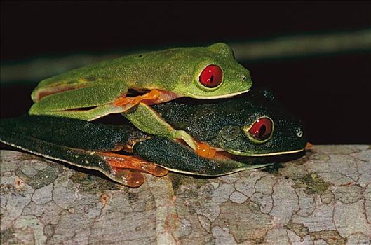 红眼树蛙,交配,国家公园,巴拿马