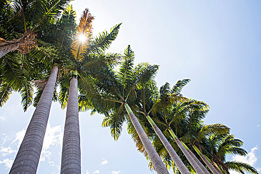 仰视,日光,棕榈树,蓝天,留尼汪岛