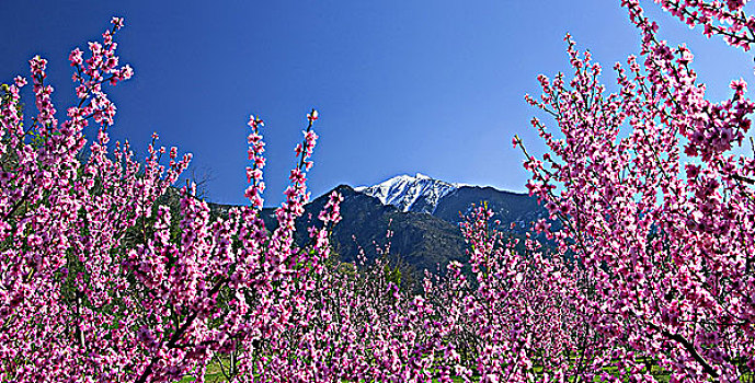 法国,鲁西荣,山,桃树