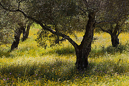 橄榄树,欧橄榄,春天,草地,阿拉塞纳,韦尔瓦省,安达卢西亚,西班牙,欧洲