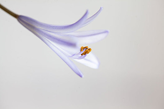 美丽的鲜花白字莲花卉特写