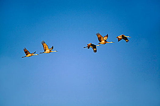 沙丘鹤,飞行,博斯克德尔阿帕奇,新墨西哥