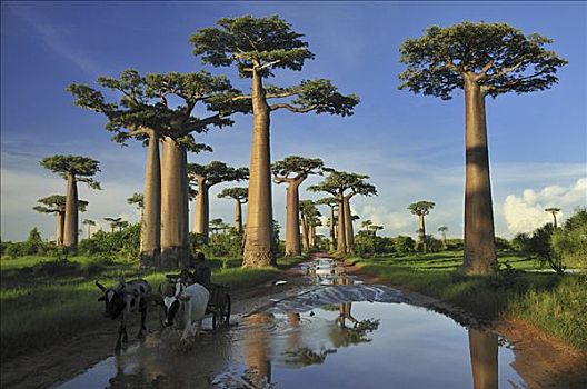 猴面包树,树林,排列,道路,靠近,穆龙达瓦,马达加斯加