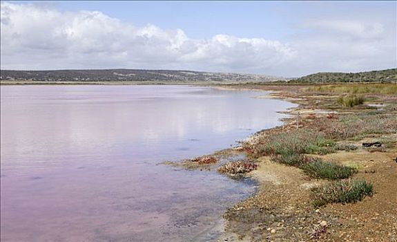 岸边,泻湖,粉色,湖,港口,西澳大利亚,澳大利亚