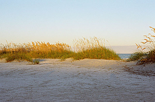 沙子,沙丘,海洋,草,金色,亮光,南,卡罗莱纳州,海滩