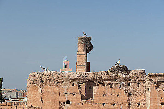 白鹳,宫殿,玛拉喀什,摩洛哥,非洲