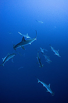 鱼群,路氏双髻鲨,水下视角,科利马,墨西哥