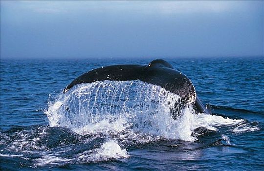 鲸尾叶突,驼背鲸,大翅鲸属,哺乳动物,海洋动物,纽芬兰,加拿大,北美,海洋,动物