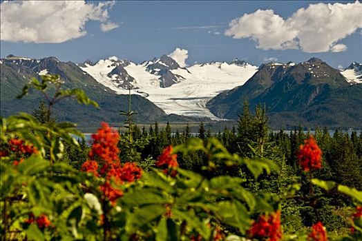 夏天,景色,冰河,科奈山地,卡契马克湾,州立公园,阿拉斯加
