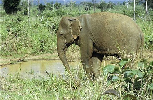 野生,大象,国家公园,斯里兰卡