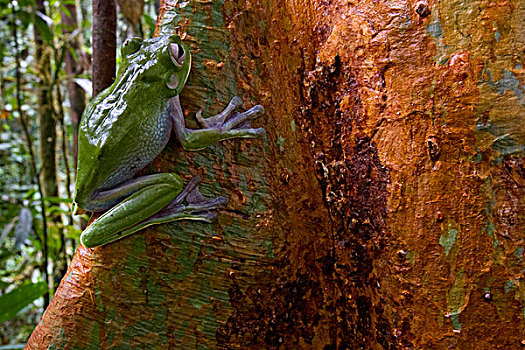 树蛙,物种,树干,巴布亚新几内亚
