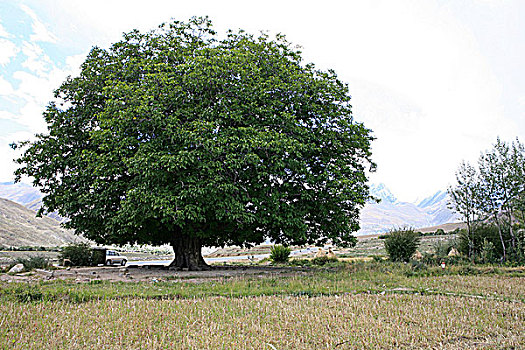 西藏千年核桃树