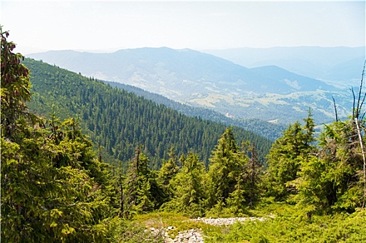 漂亮,松树,山