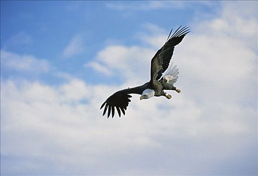 白头鹰,海雕属,雕,飞,东南阿拉斯加
