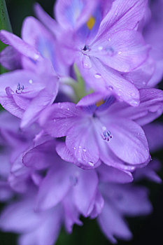 花朵,水生植物,紫色花