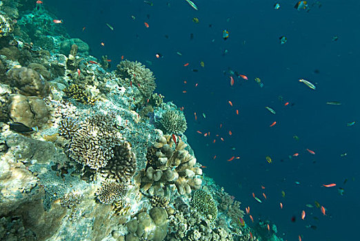 水下视角,珊瑚礁,小,鱼,游动,帕劳,密克罗尼西亚