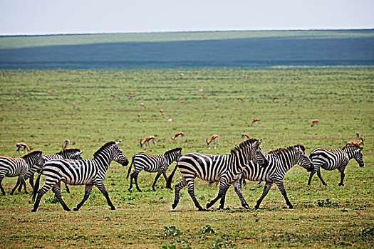 斑马,马,塞伦盖蒂,坦桑尼亚,非洲