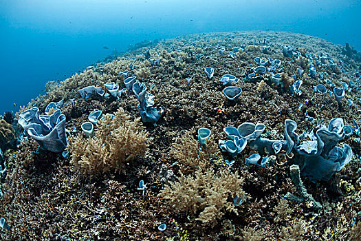 热带,珊瑚礁,蓝色,海绵,多孔动物门,巴厘岛,印度尼西亚,亚洲