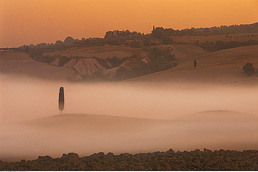 柏树,雾,日出,靠近,皮恩扎,托斯卡纳,意大利