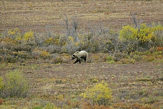 觅食,棕熊,德纳里峰,国家公园,阿拉斯加,美国