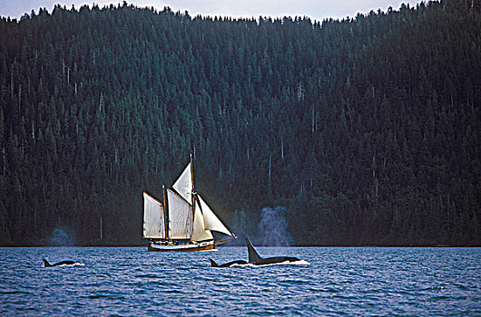 帆船,逆戟鲸,南,国家公园,不列颠哥伦比亚省,加拿大