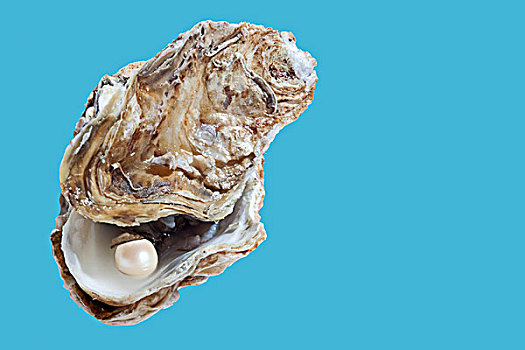 牡蛎,珍珠