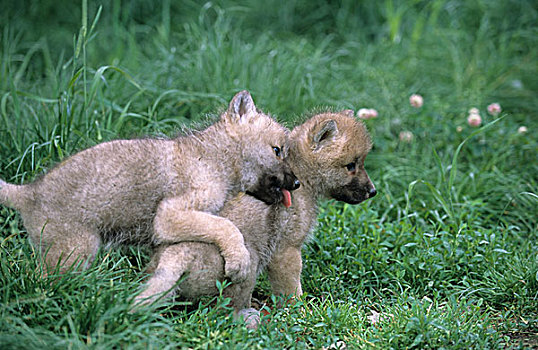 幼狼,玩,草丛,巴伐利亚森林,自然公园