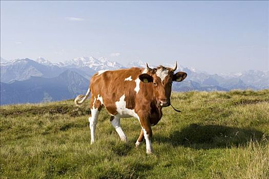 母牛,草地,伯恩高地,瑞士