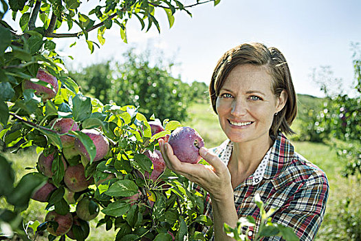 女人,格子衬衫,挑选,苹果,树枝,果树,果园,农场