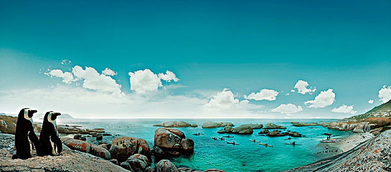 一對(duì),企鵝,站,一些,巖石,論,海岸線