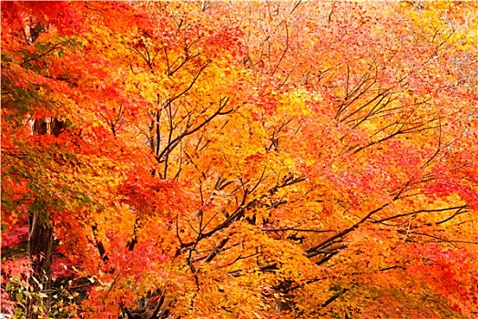 秋天,枫树,树林
