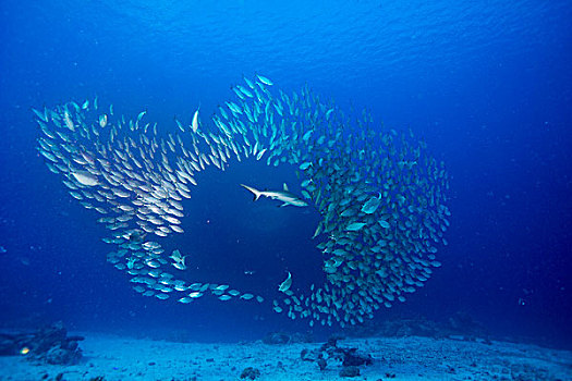 灰礁鲨,猎捕,鱼群,帕劳,密克罗尼西亚,大洋洲